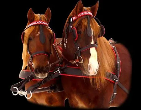 Schlossblick Διαμέρισμα