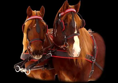 Schlossblick Lejlighed